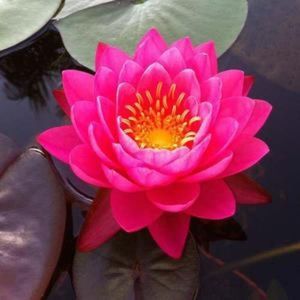 Meet your Posher, Karla